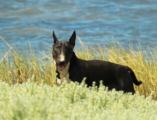 Black and brindle English Bull Terrier with white chest standing at water