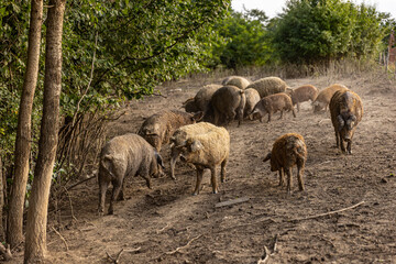 Mangalica Pigs on outdoor pasture.