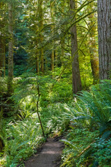 Fototapeta premium A green forest of evergreen trees and short shrubs alongside a hiking trail