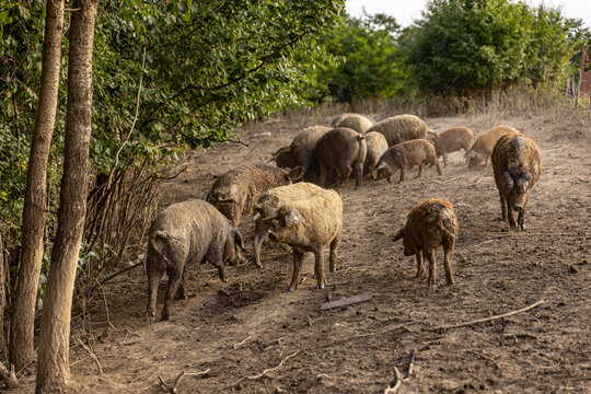 Mangalica Pigs on outdoor pasture. © Grafvision