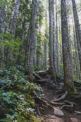 A dense green forest with tall trees and a hiking trail in the summer