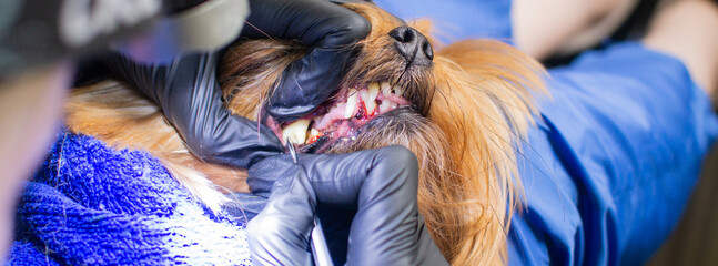 Veterinarian checks teeth to a dog. Veterinarian examines a yorkshire terrier dog’s teeth....