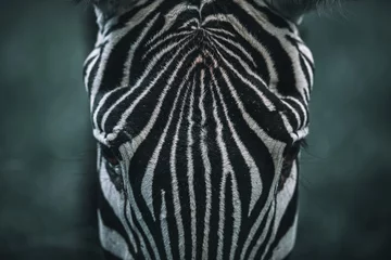 Zelfklevend Fotobehang Zebra Zebra close-up
