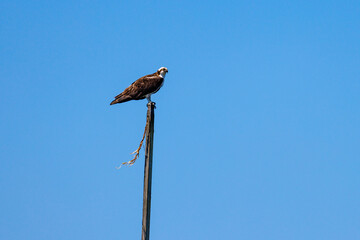 An osprey sits on a pole hunting and eating prey