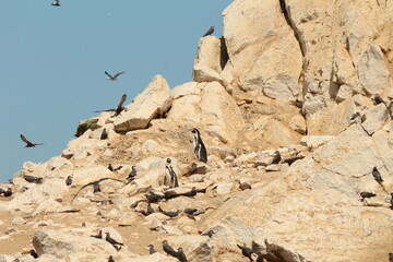 Birds colonies by Ballestas Island, National Reserve Park, Paracas, Peru