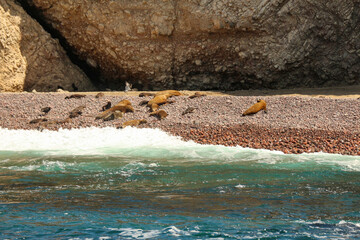 Group of Sea Lions, Ballestas Island, National Reserve Park Paracas in Peru