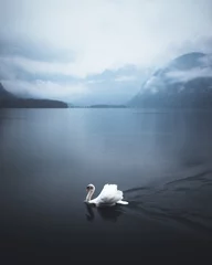 Foto op Plexiglas swan lake  © Dion