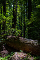 Tall California redwood trees in a dense forest and hiking trail