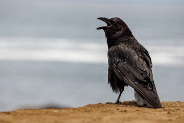 A black raven sits on the rocky beach with its mouth open and waves in the background - obrazy, fototapety, plakaty