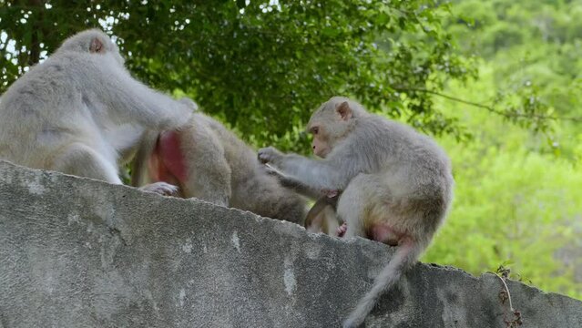 Meticulous grooming habits of monkeys.  Who gets to groom the rear?  A monkey baby firmly grasps its mother, hiding from this communal activity.  Hygiene is important to monkeys.