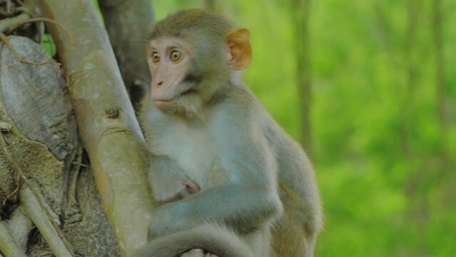 soft, tender, clam tree monkey.   A primate that mimics some of humankind's best and worst emotions.  This monkey looks forward to its future.  As it slowly moves after deep thought