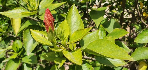 Beautiful blooming hibiscus flower. Beautiful red flower. Floral background. Blooming hibiscus flower in the garden. Floral fragrance.