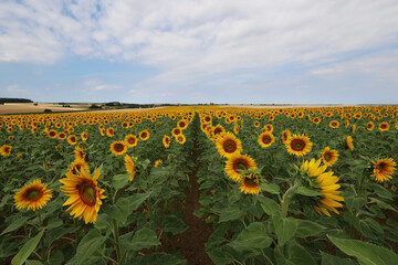 Obraz premium Sunflowers. Blooming field of sunflowers in summer