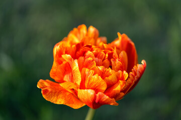 Beautiful orange tulip flower blooming in a garden, outdoors,close up.