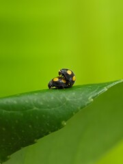 Lady bugs mating