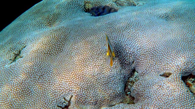 Copperband Butterflyfish or chelmon rostratus fish with long nose in Andaman Sea, Thailand. Beautiful colorful yellow striped fish swimming among tropical corals. Sea wildlife. Underwater video.