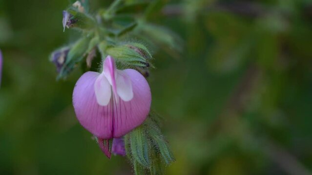 Spiny Restharrow in natural ambient (Ononis spinosa) - (4K)