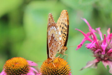 butterflies on a flower