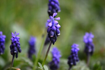 blue purple flowers in a meadow in spring