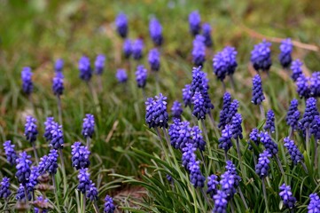 blue purple flowers in a meadow in spring