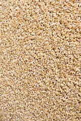 closeup the bunch brown color wheat berries grains soft focus natural red brown background.