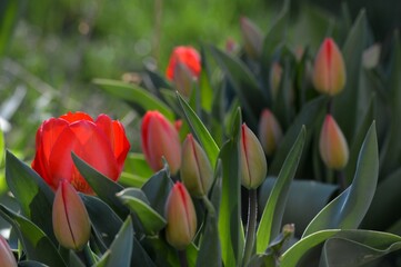 red tulips in spring in the yard