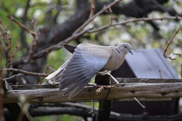 a gray dove stretches its wings on a branch