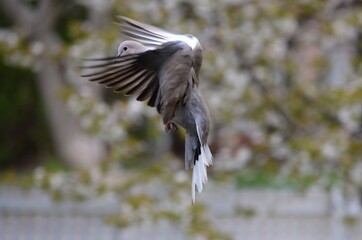 a gray pigeon lands with spread wings