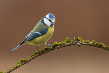 Fototapeta premium Eurasian blue tit, cyanistes caeruleus, sitting on green branch in autumn. Colorful songbird resting on twig in fall. Yellow and blue feathered animal looking on mossed bough.