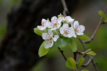 white, pear blossom in spring