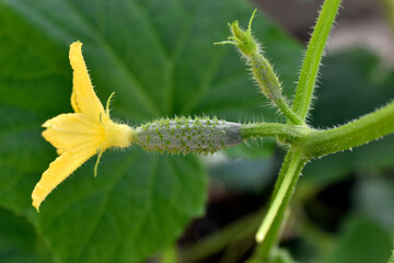 A small cucumber fruit with a yellow flower in a greenhouse in summer. The growth of cucumbers in the garden.