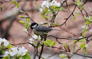 a small bird on the branch of a blossoming tree in spring
