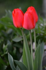 red tulips in spring in the yard