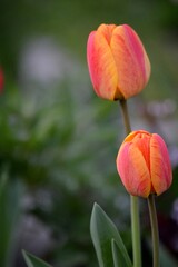 two colorful tulips in spring
