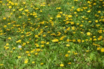 Fototapeta premium a meadow full of yellow dandelions