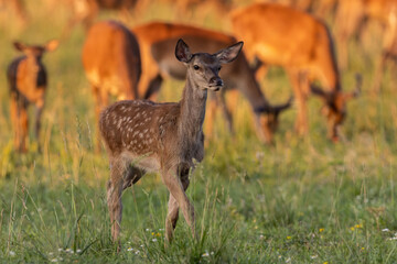 Juvenile red deer, cervus elaphus, moving on pasture in golden hour. Young spoted mammal with herd in background. Baby animal with dots walking on meadow in sunset.