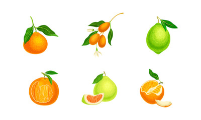 Set of juicy citrus fruit. Kumquat, tangerine, orange, lime fruits vector illustration