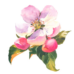 Watercolor apple tree branch and flowers, blooming tree. It's perfect for wedding cards and invitations, mothers day and birthday card.