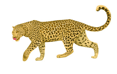 vector isolated leopard or jaguar illustration realistic. Wild big cat. 
