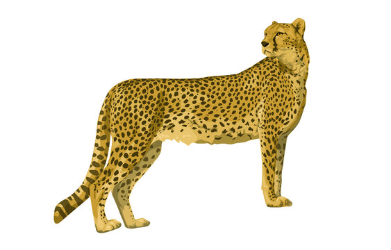 Cheetah color drawing, realistic. Wild big cat. fast cheetah. Vector illustration of paints
