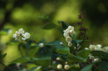 Fototapeta premium Blooming jasmine shrub in June. Jasmine flowers. Photo of nature.