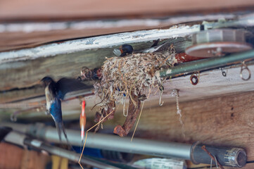 A swallow in a nest under the roof of an old village house.