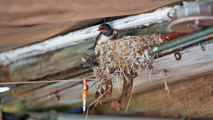 Obraz premium A swallow in a nest under the roof of an old village house.
