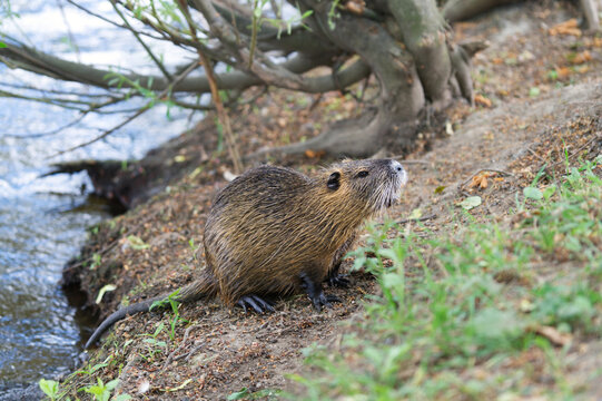 Nutria in Prag