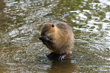 Nutria putzt sich