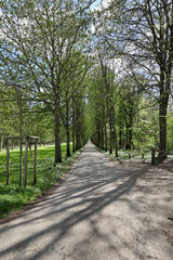 Fototapeta premium empty tree-lined path in springtime, park the saint-cloud