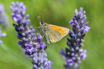 Rostfarbiger Dickkopffalter an Lavendel makro © scaleworker