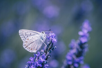 butterfly on lavender flower