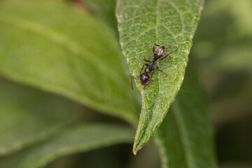 Schwarze Ameise auf grünem Blatt makro