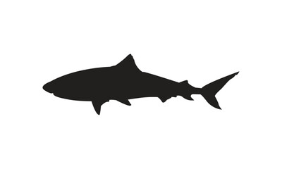 Shark Vector